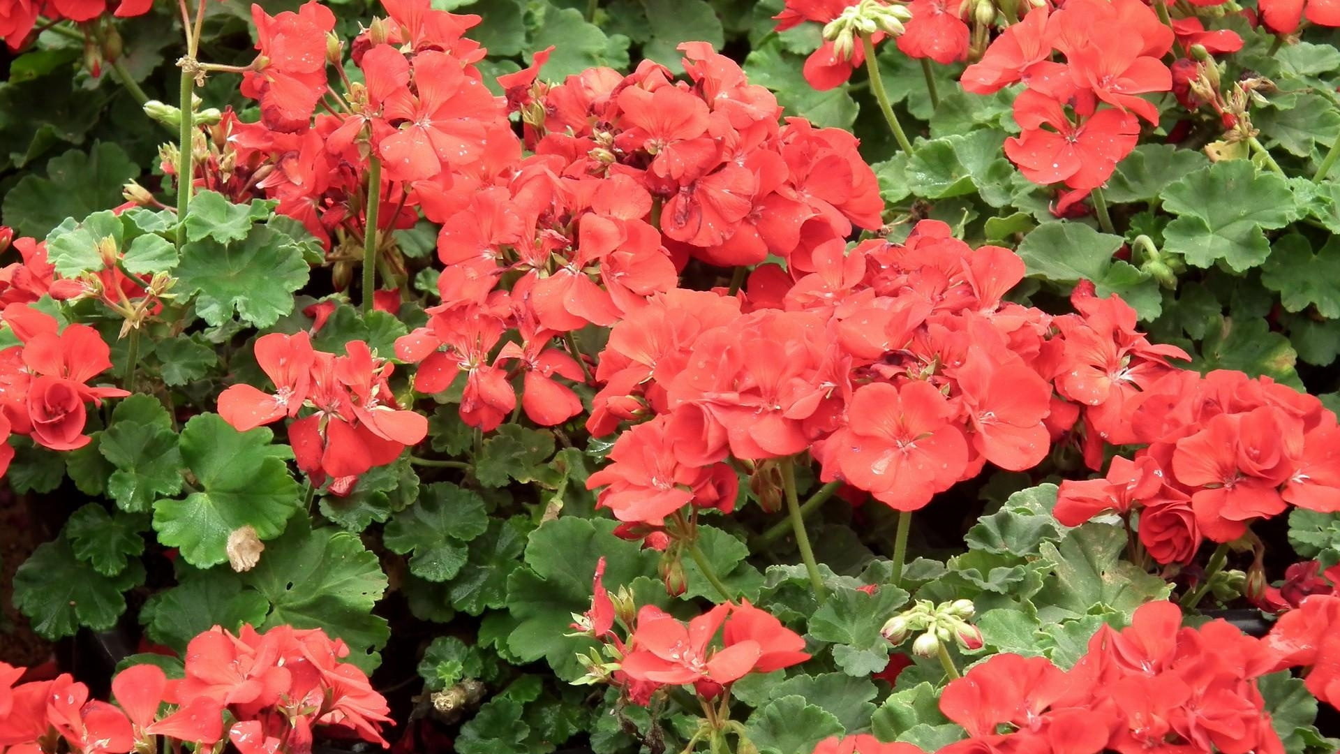 Обои цветковое растение, однолетнее растение, растение, почвопокровная, лепесток в разрешении 1920x1080