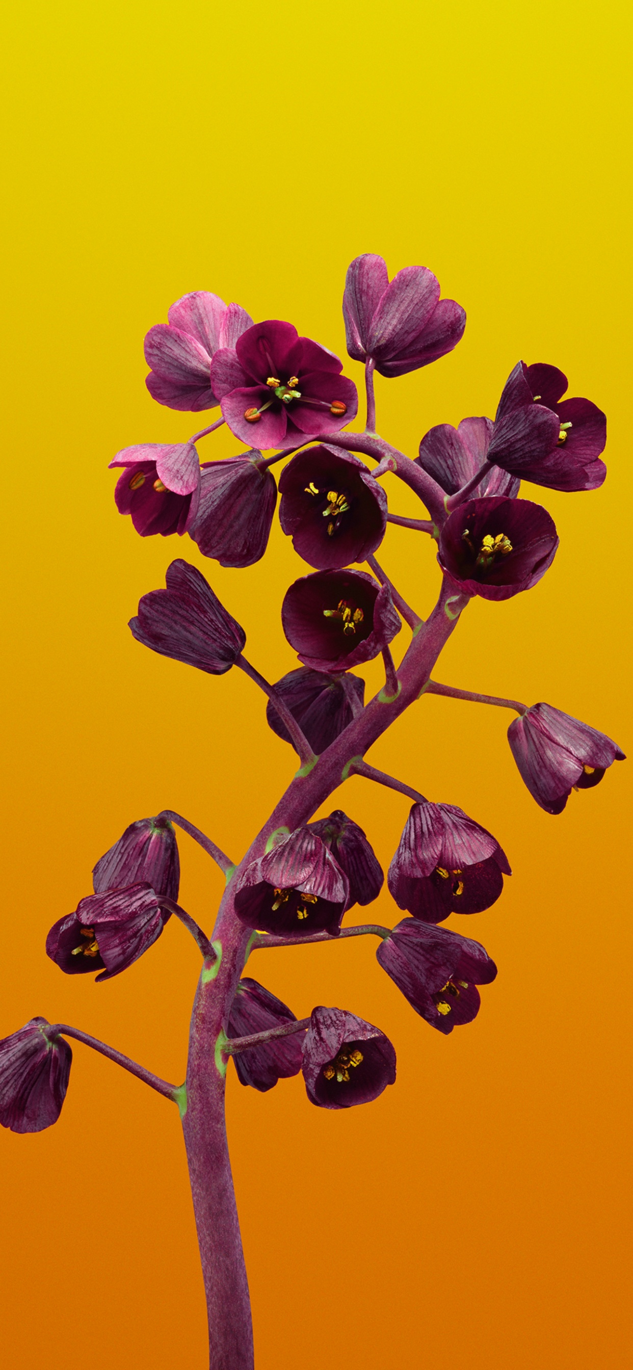 Обои яблоко цветок, яблоко, цветок, ios, iOS 11 в разрешении 1242x2688