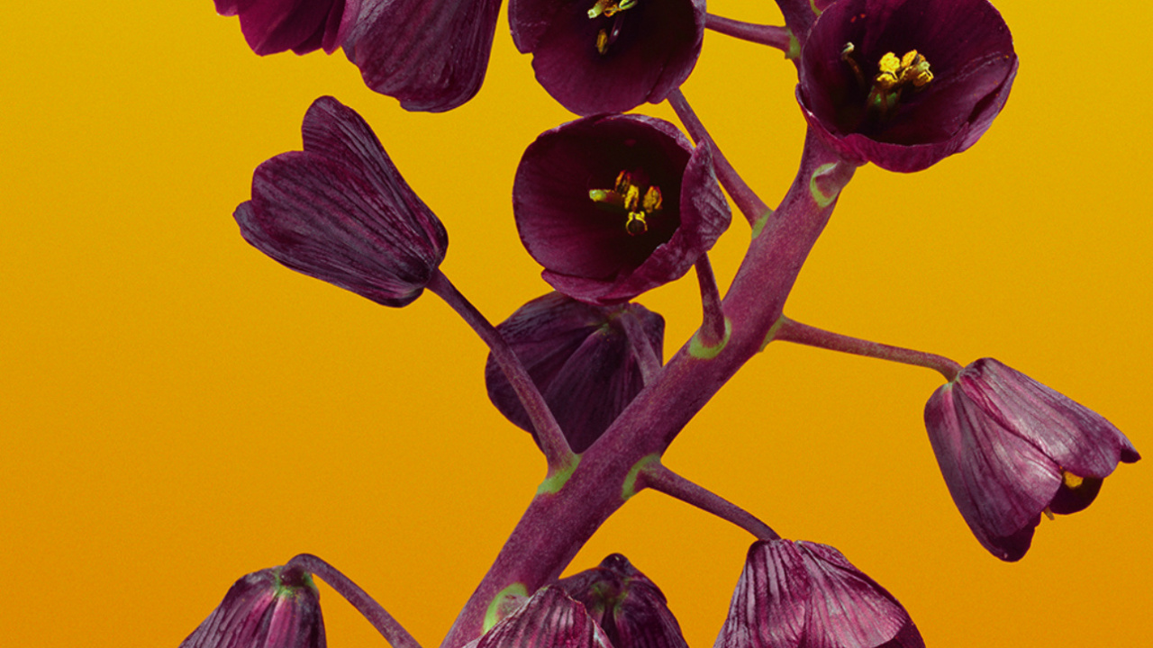 Обои яблоко цветок, яблоко, цветок, ios, iOS 11 в разрешении 1280x720