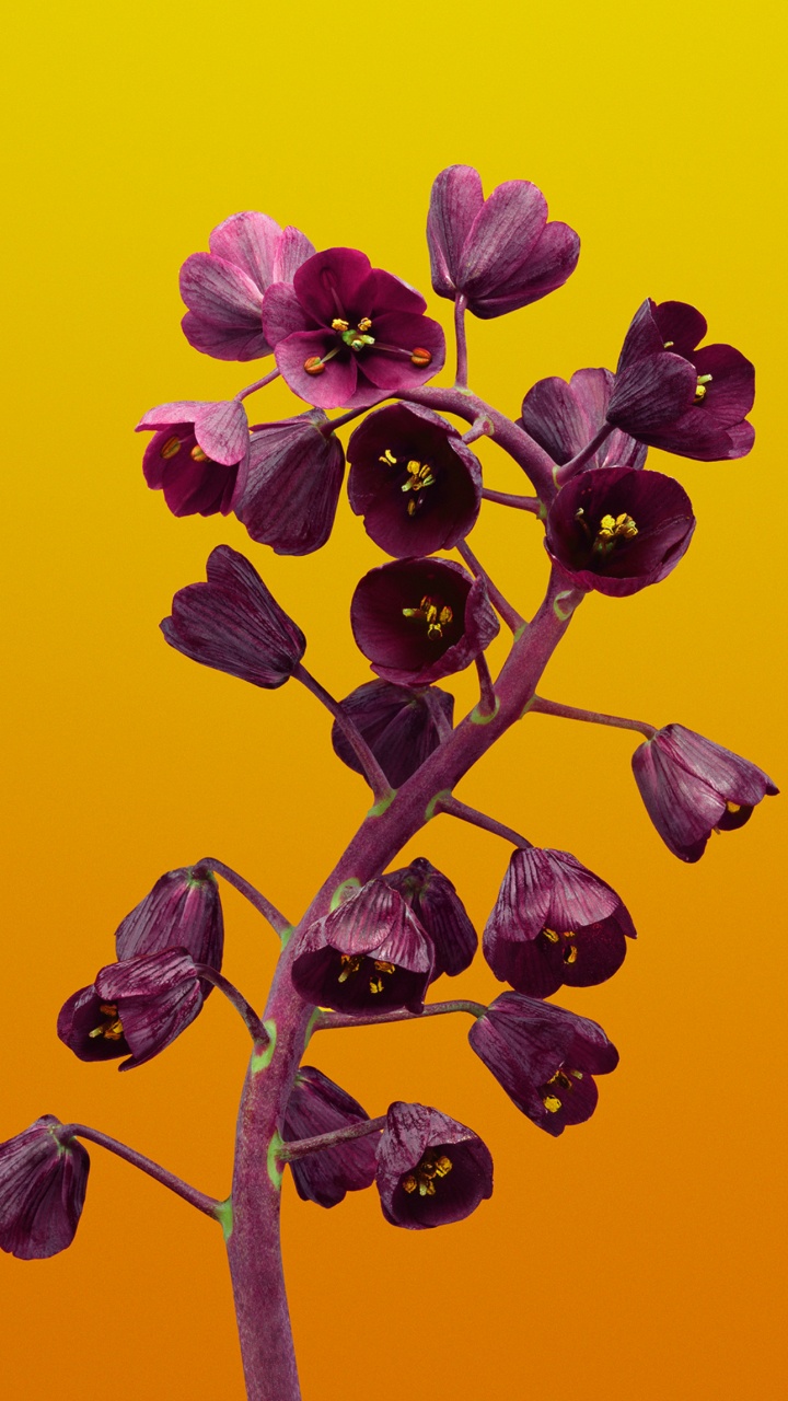 Обои яблоко цветок, яблоко, цветок, ios, iOS 11 в разрешении 720x1280