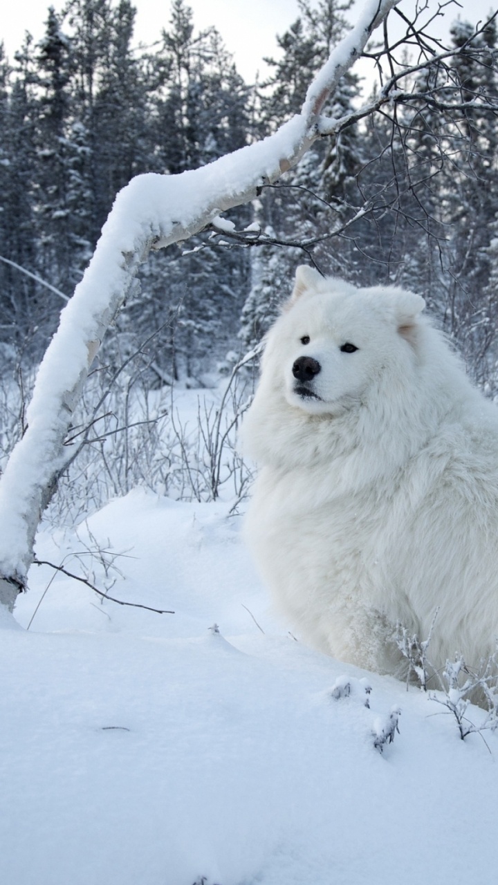 Обои самоед, собака породы, снег, группа породы собак, собака в разрешении 720x1280