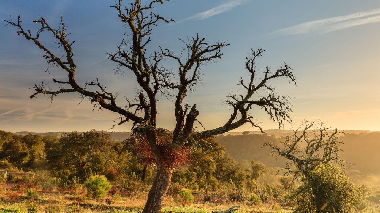 Обои дерево, Саванна, растительность, древесные растения, кустарник в разрешении 1280x720