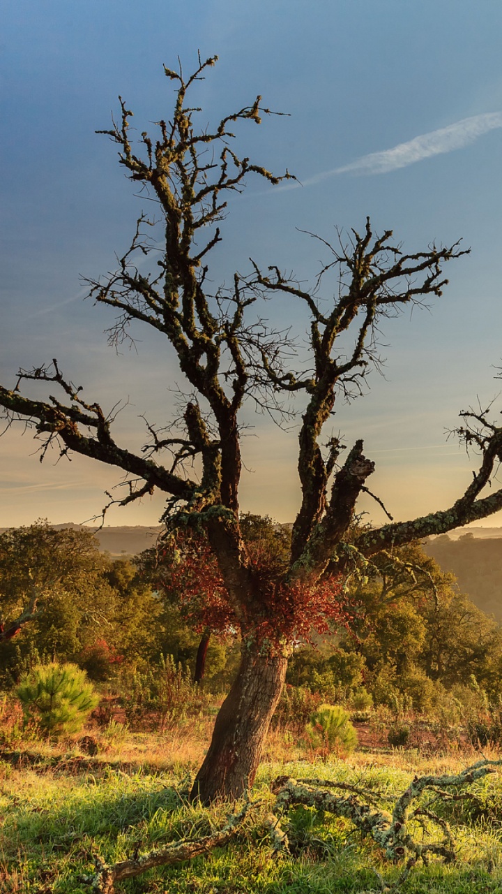 Обои дерево, Саванна, растительность, древесные растения, кустарник в разрешении 720x1280