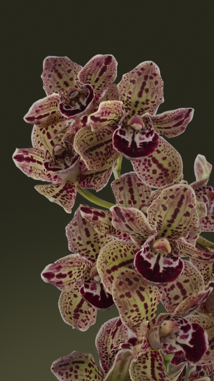 Обои Гугл пиксель живое цветение, Гугл пиксель 7, пиксель 8, гугл пиксель 7 про, Google в разрешении 750x1334