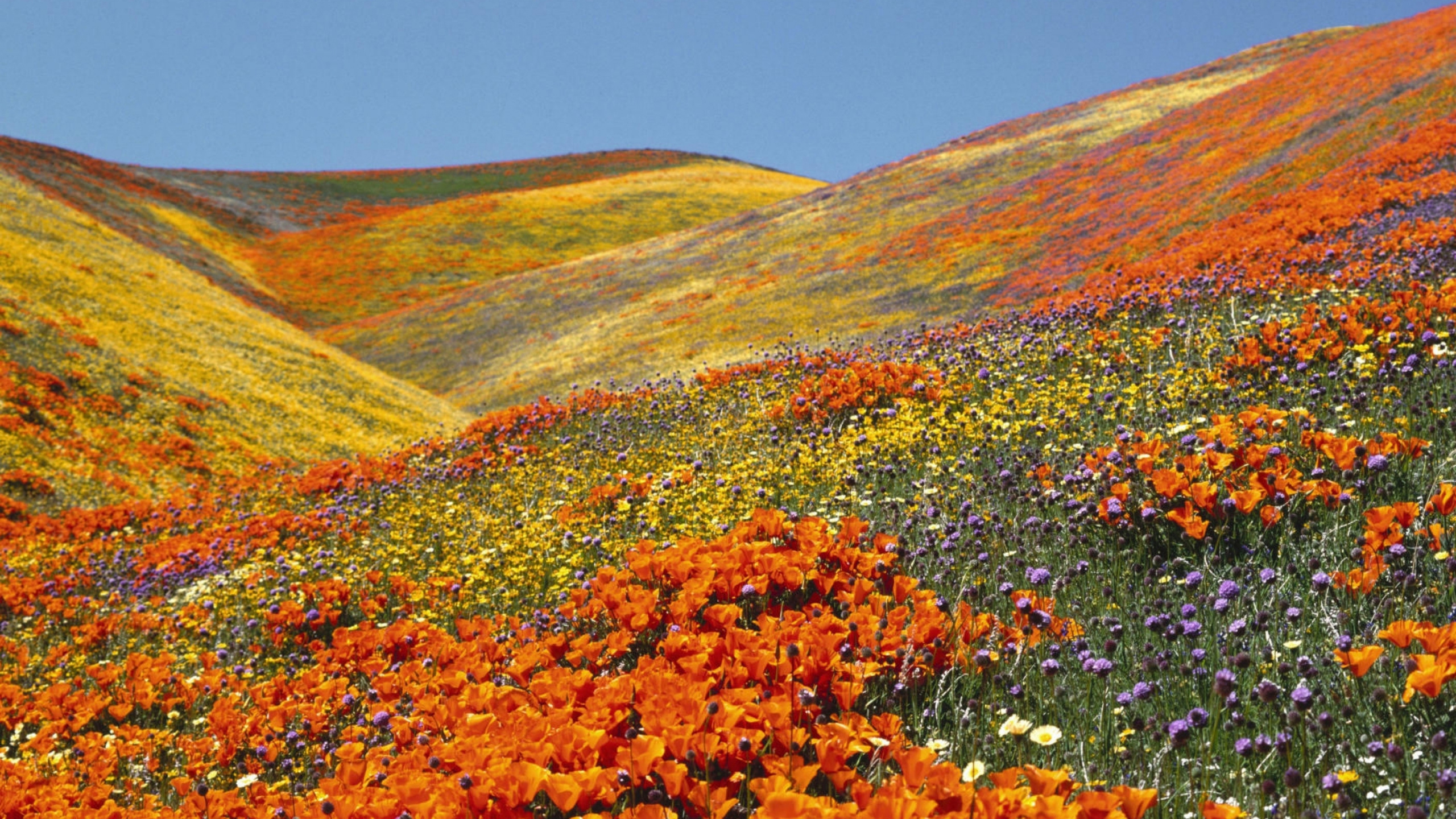 Обои долина цветов национальный парк, Ghangaria, полевой цветок, тундра, цветок в разрешении 2560x1440