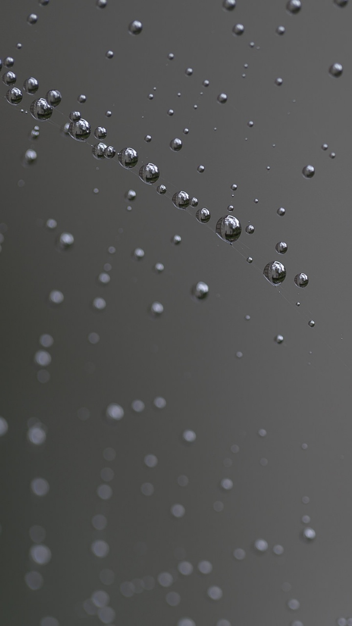 Обои атмосфера, паук, вода, падение, влага в разрешении 720x1280