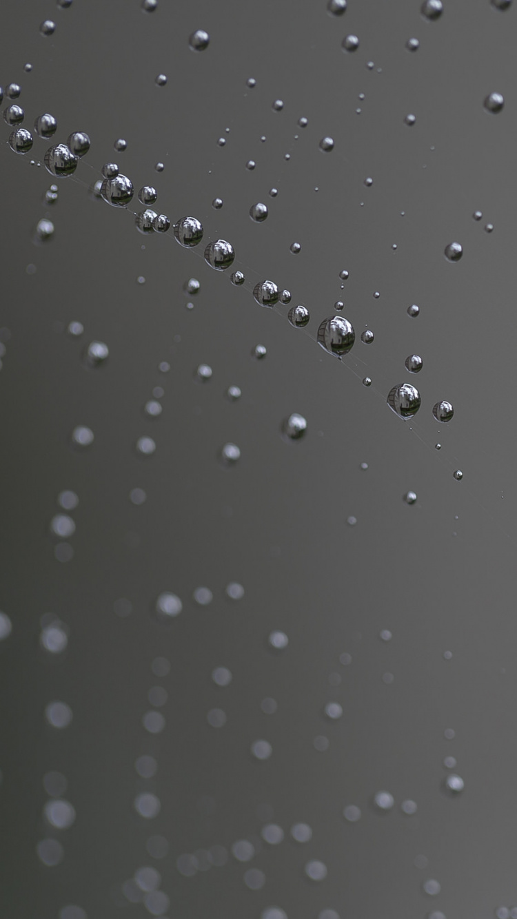 Обои атмосфера, паук, вода, падение, влага в разрешении 750x1334