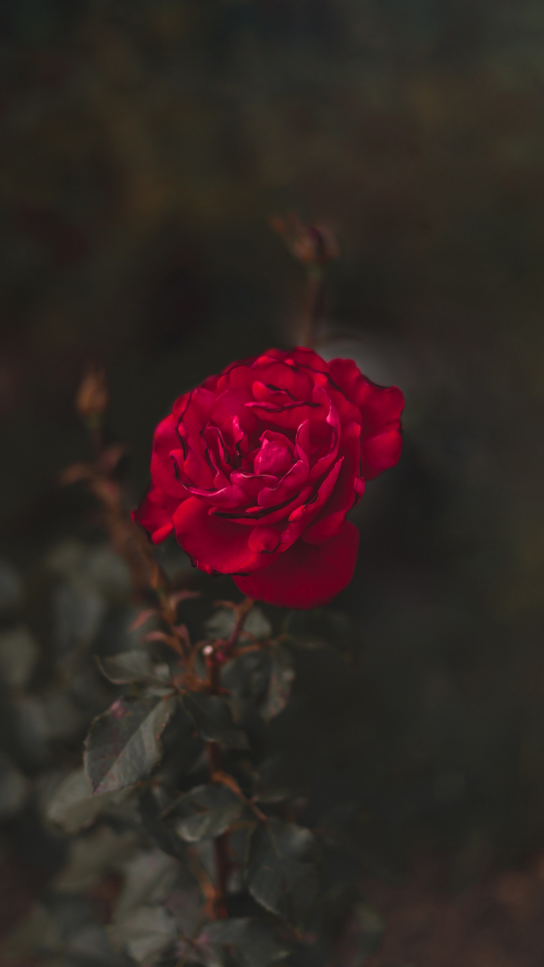 Обои сад роз, цветок, красный цвет, лепесток, Роза в разрешении 1080x1920