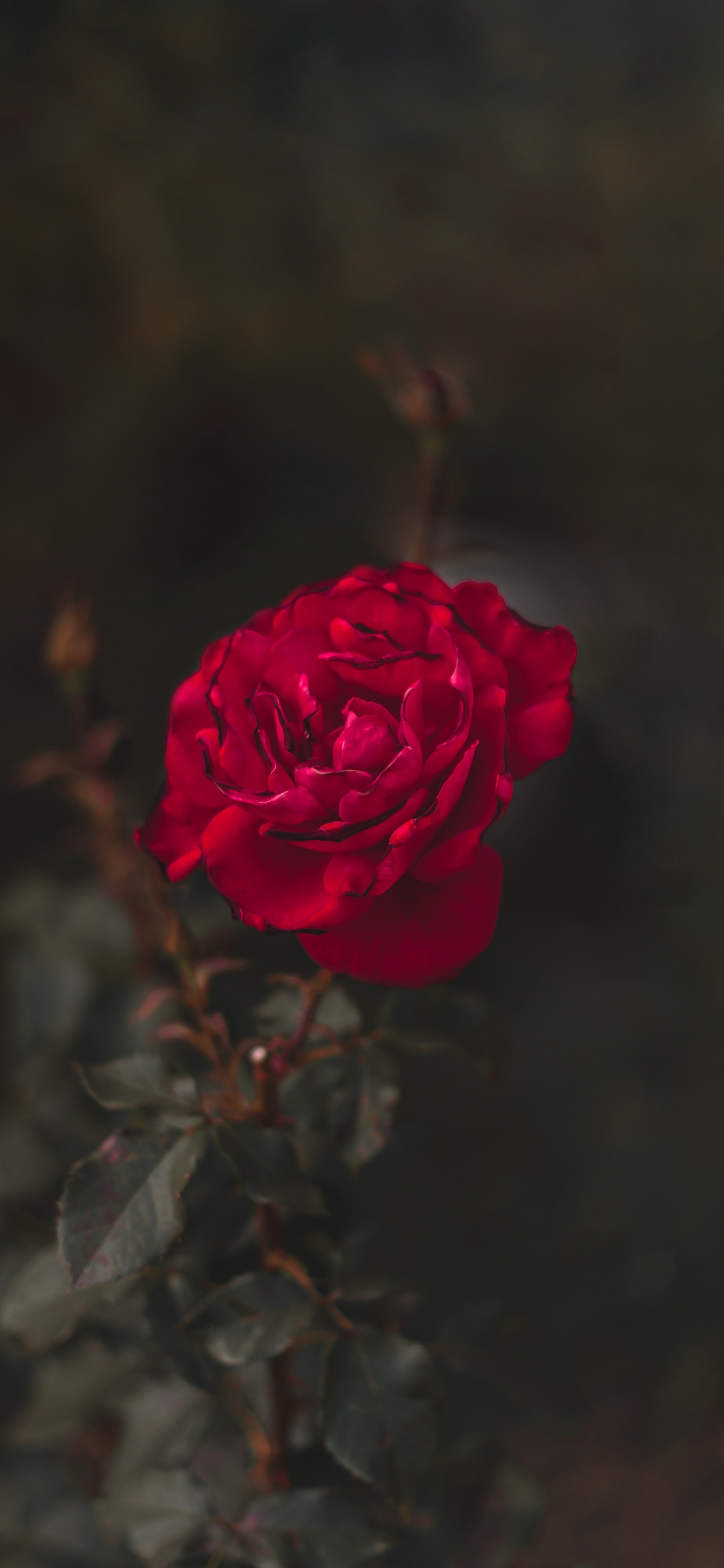 Обои сад роз, цветок, красный цвет, лепесток, Роза в разрешении 1242x2688