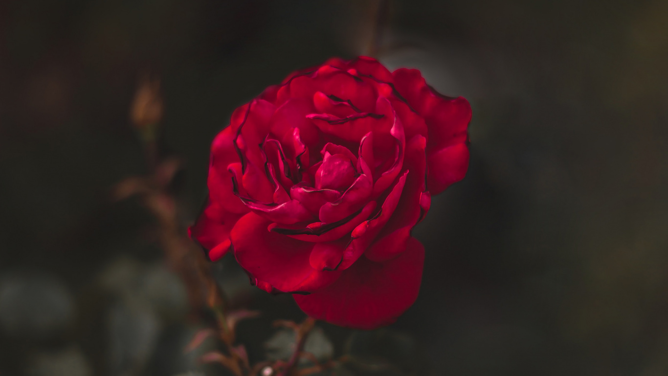 Обои сад роз, цветок, красный цвет, лепесток, Роза в разрешении 1366x768