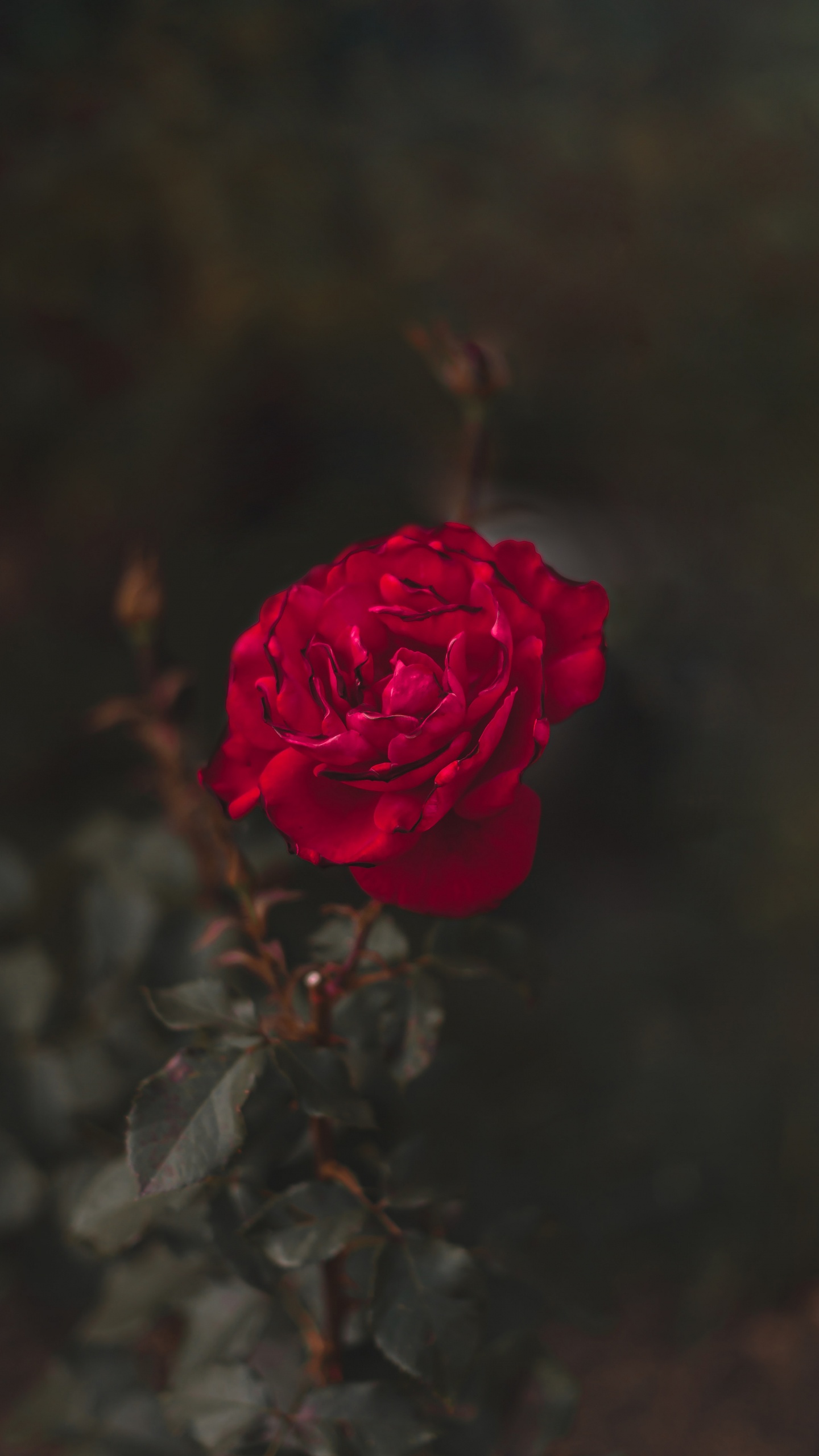 Обои сад роз, цветок, красный цвет, лепесток, Роза в разрешении 1440x2560