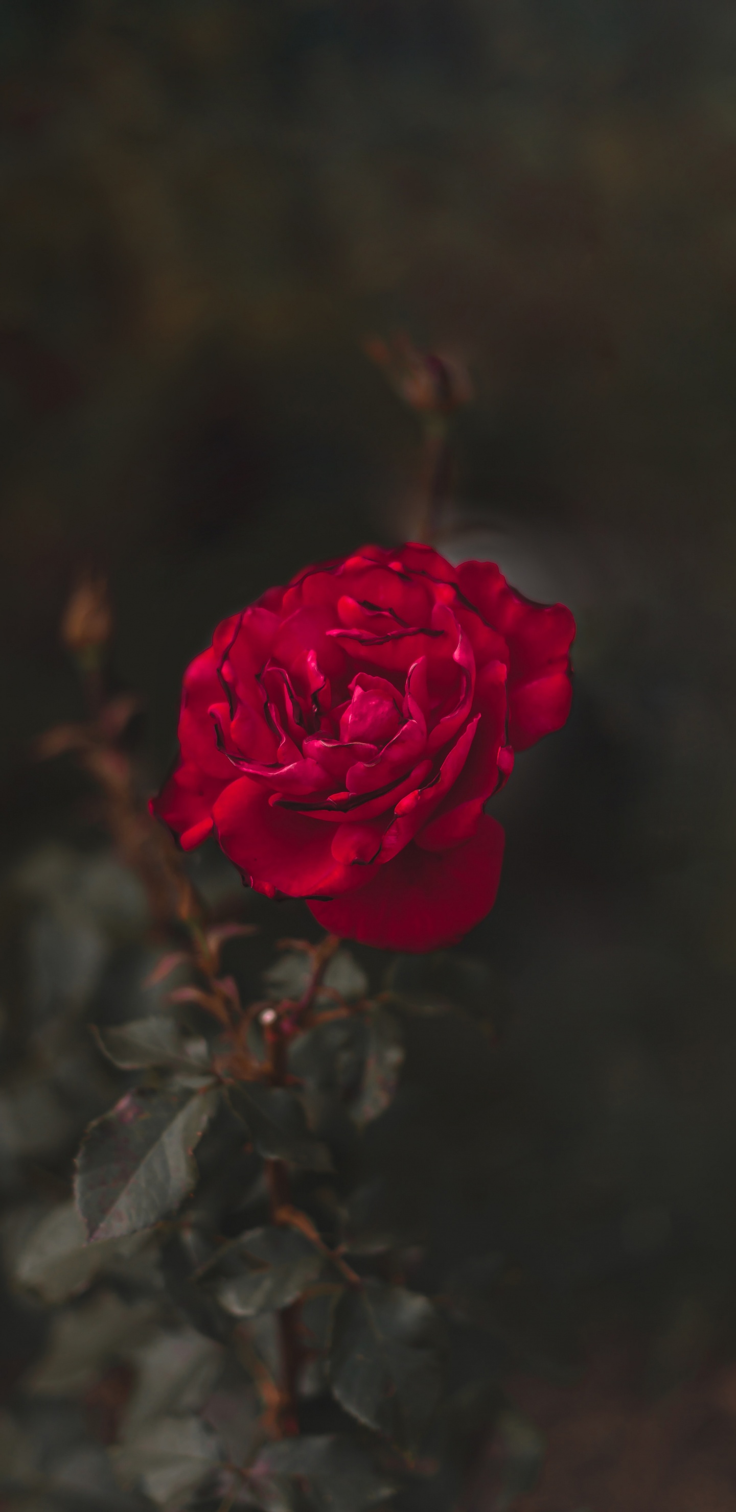 Обои сад роз, цветок, красный цвет, лепесток, Роза в разрешении 1440x2960