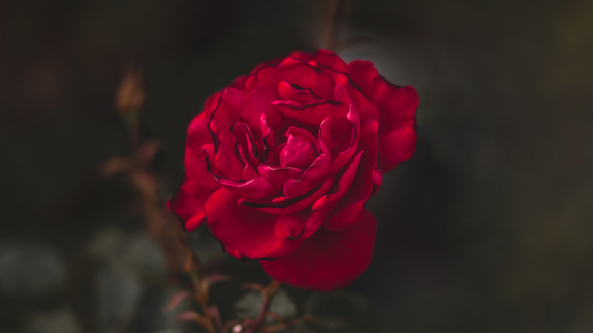 Обои сад роз, цветок, красный цвет, лепесток, Роза в разрешении 1920x1080