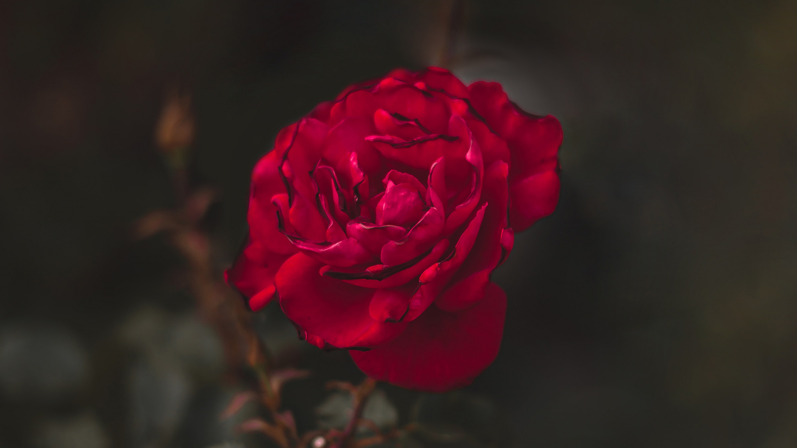 Обои сад роз, цветок, красный цвет, лепесток, Роза в разрешении 2560x1440