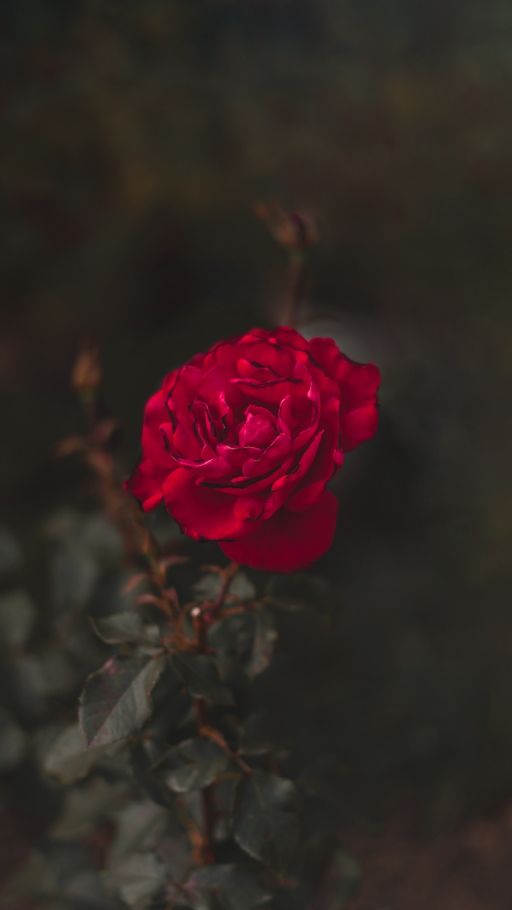 Обои сад роз, цветок, красный цвет, лепесток, Роза в разрешении 720x1280