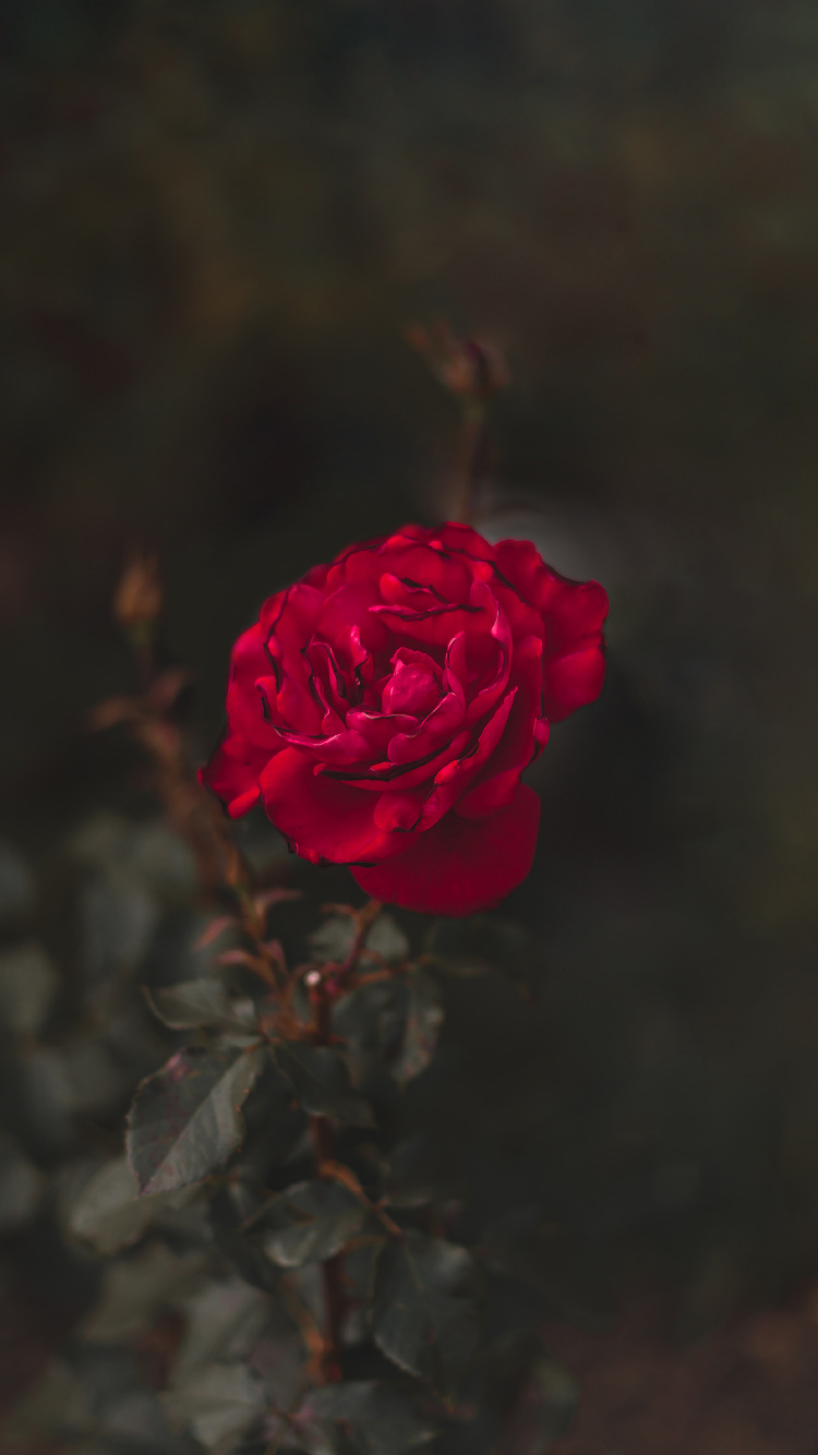 Обои сад роз, цветок, красный цвет, лепесток, Роза в разрешении 750x1334