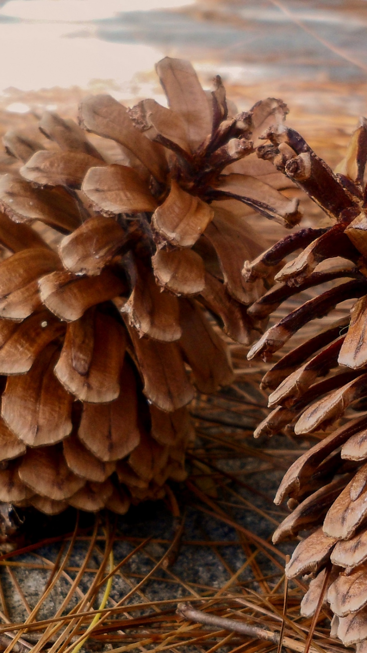 Обои сосна, хвойные конуса, ель, Хвойные, пихта в разрешении 750x1334