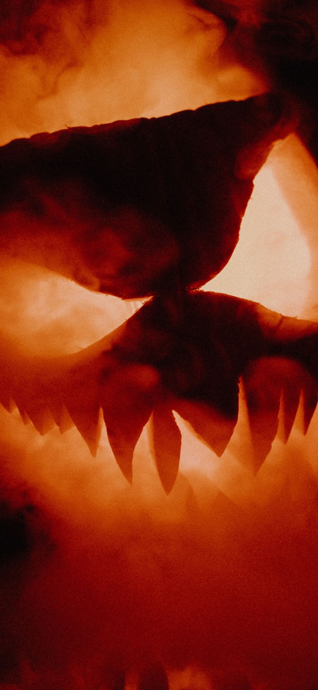 Обои Джек о фонарь, тыква, атмосфера, растение, лепесток в разрешении 1242x2688