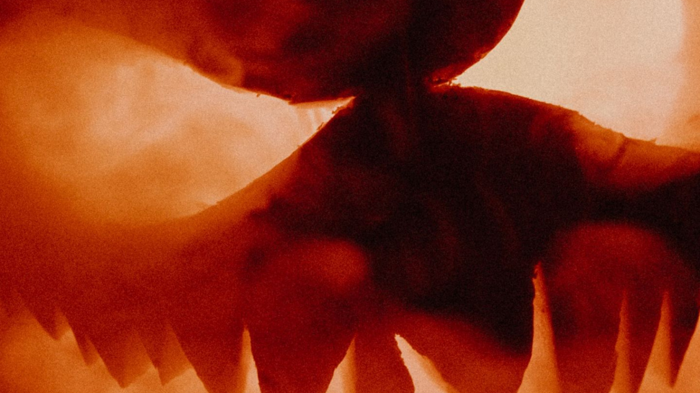 Обои Джек о фонарь, тыква, атмосфера, растение, лепесток в разрешении 1366x768