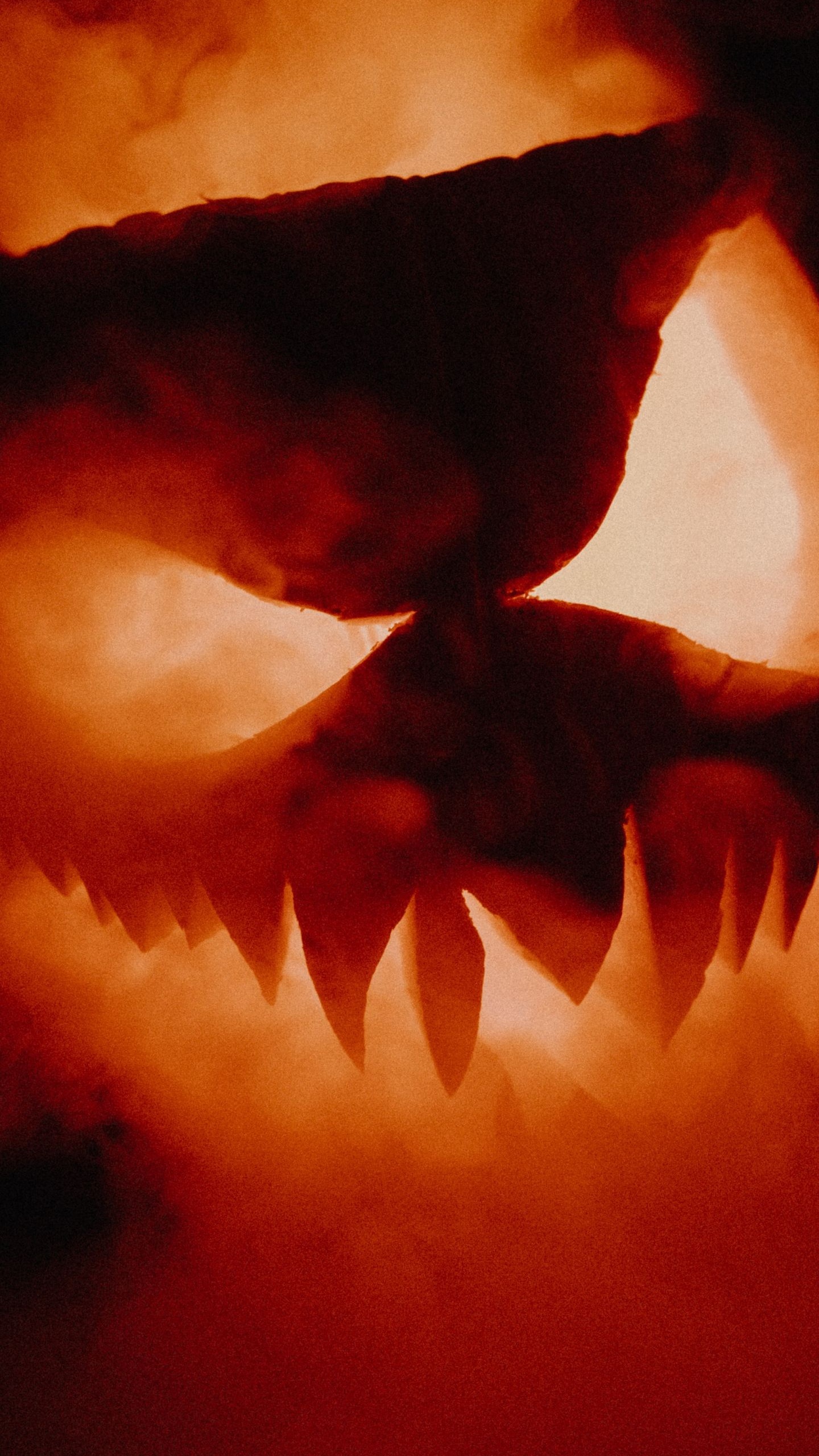 Обои Джек о фонарь, тыква, атмосфера, растение, лепесток в разрешении 1440x2560