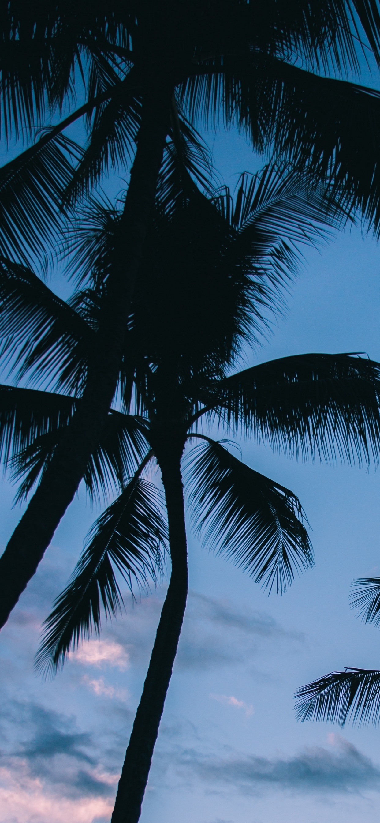 Обои пальмовые рощи, дерево, Пальма, тропическая зона, древесные растения в разрешении 1242x2688