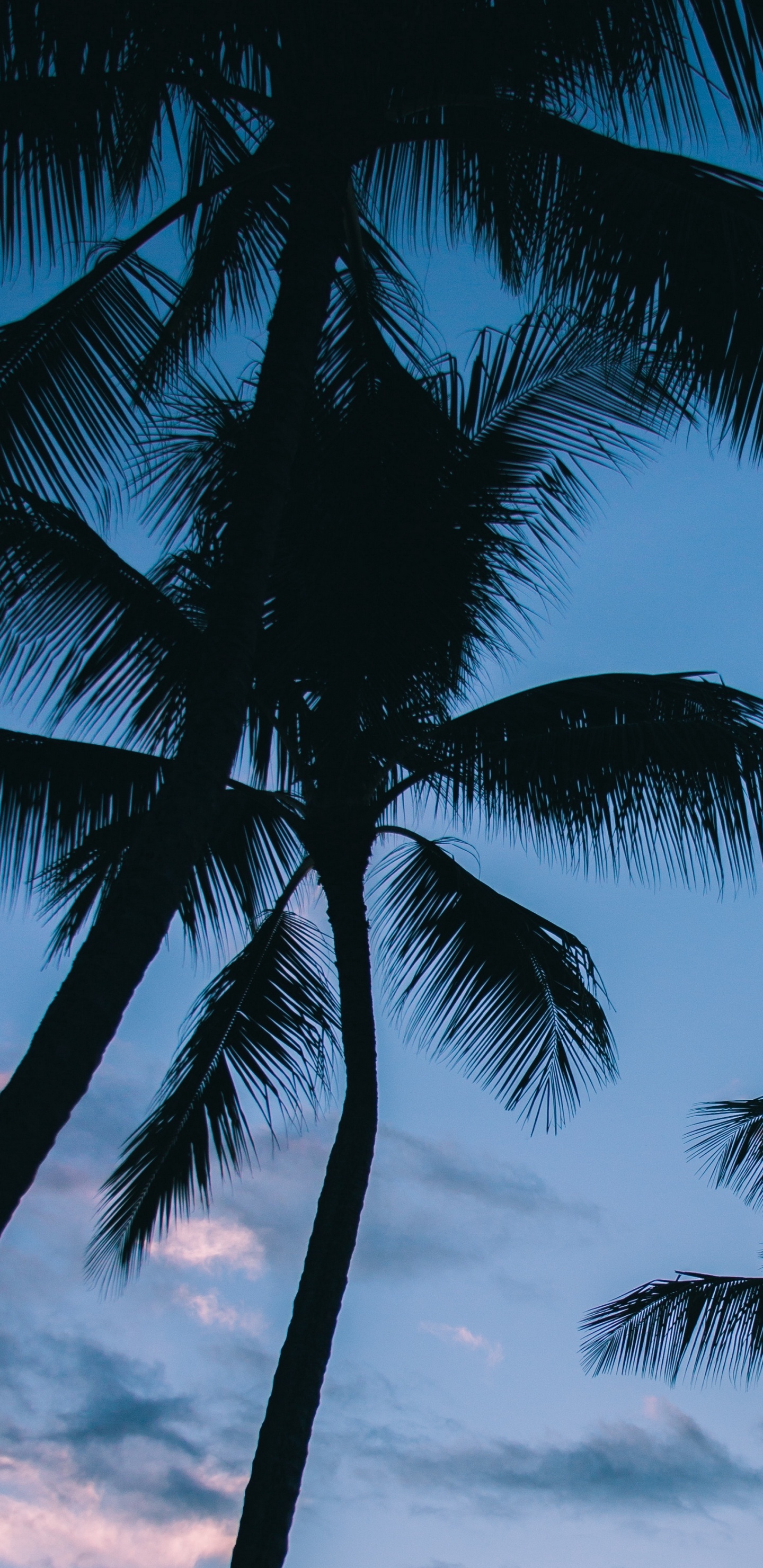 Обои пальмовые рощи, дерево, Пальма, тропическая зона, древесные растения в разрешении 1440x2960