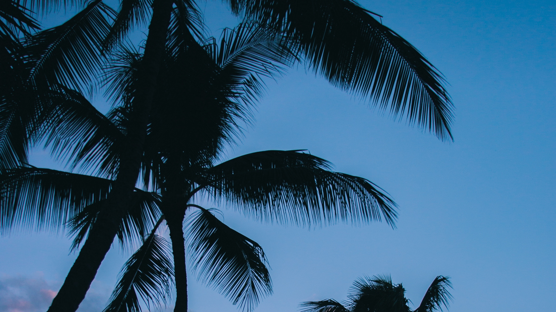 Обои пальмовые рощи, дерево, Пальма, тропическая зона, древесные растения в разрешении 1920x1080