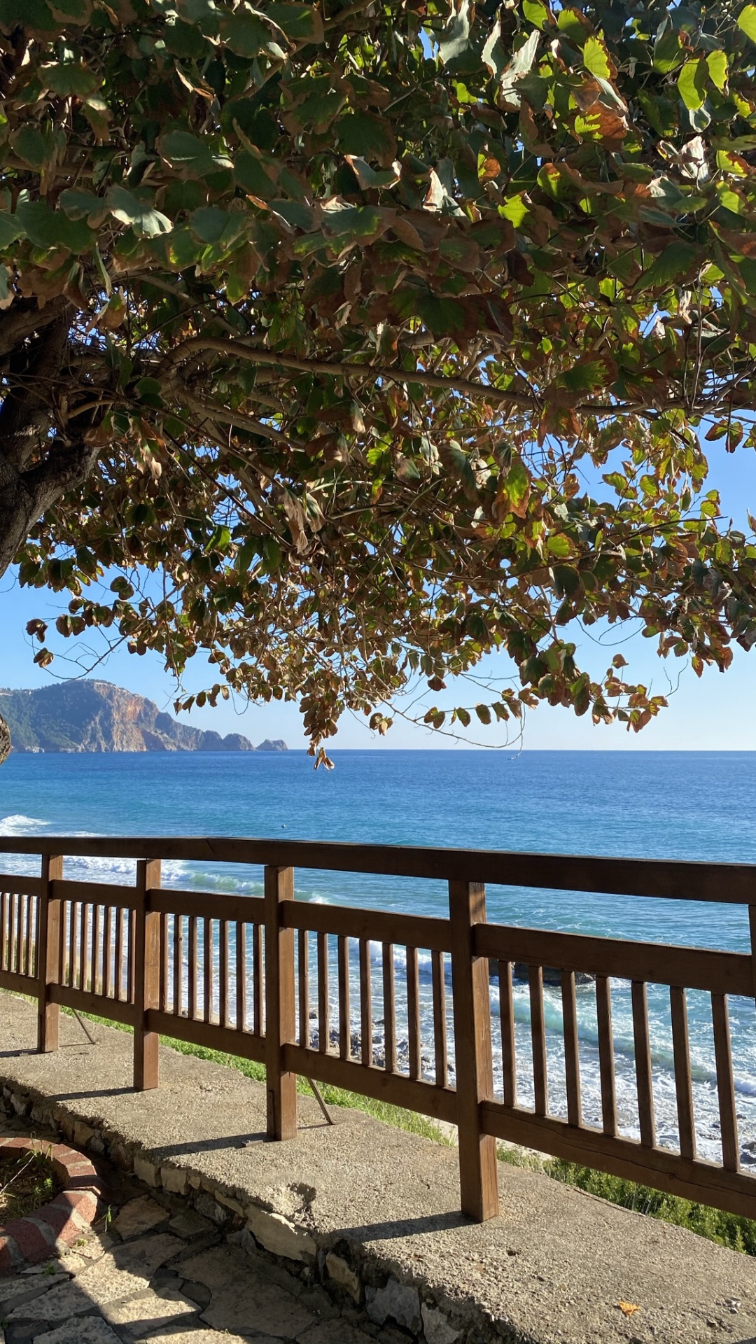 Обои дерево, вода, растение, лист, природный ландшафт в разрешении 1080x1920