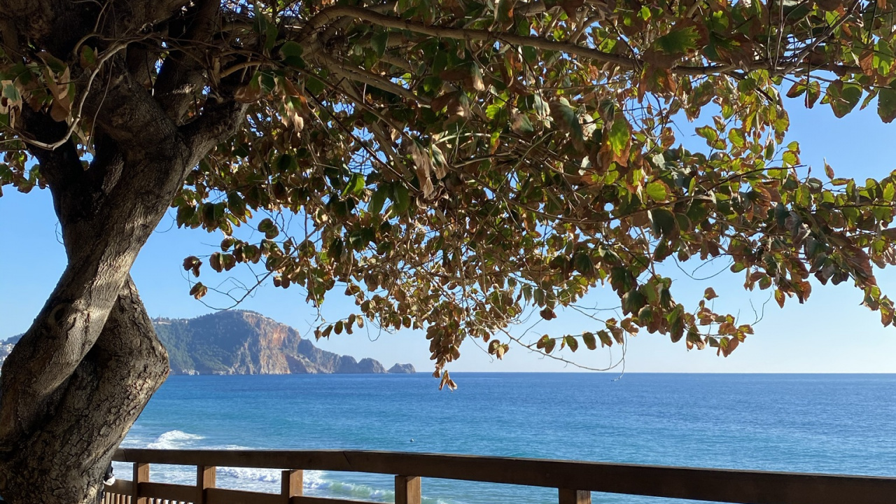 Обои дерево, вода, растение, лист, природный ландшафт в разрешении 1280x720