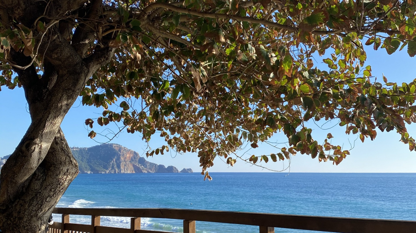 Обои дерево, вода, растение, лист, природный ландшафт в разрешении 1366x768