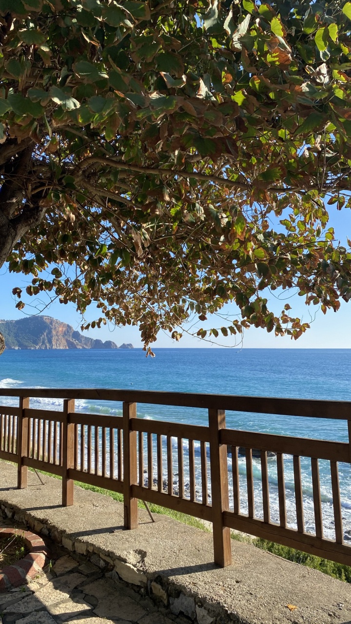 Обои дерево, вода, растение, лист, природный ландшафт в разрешении 720x1280