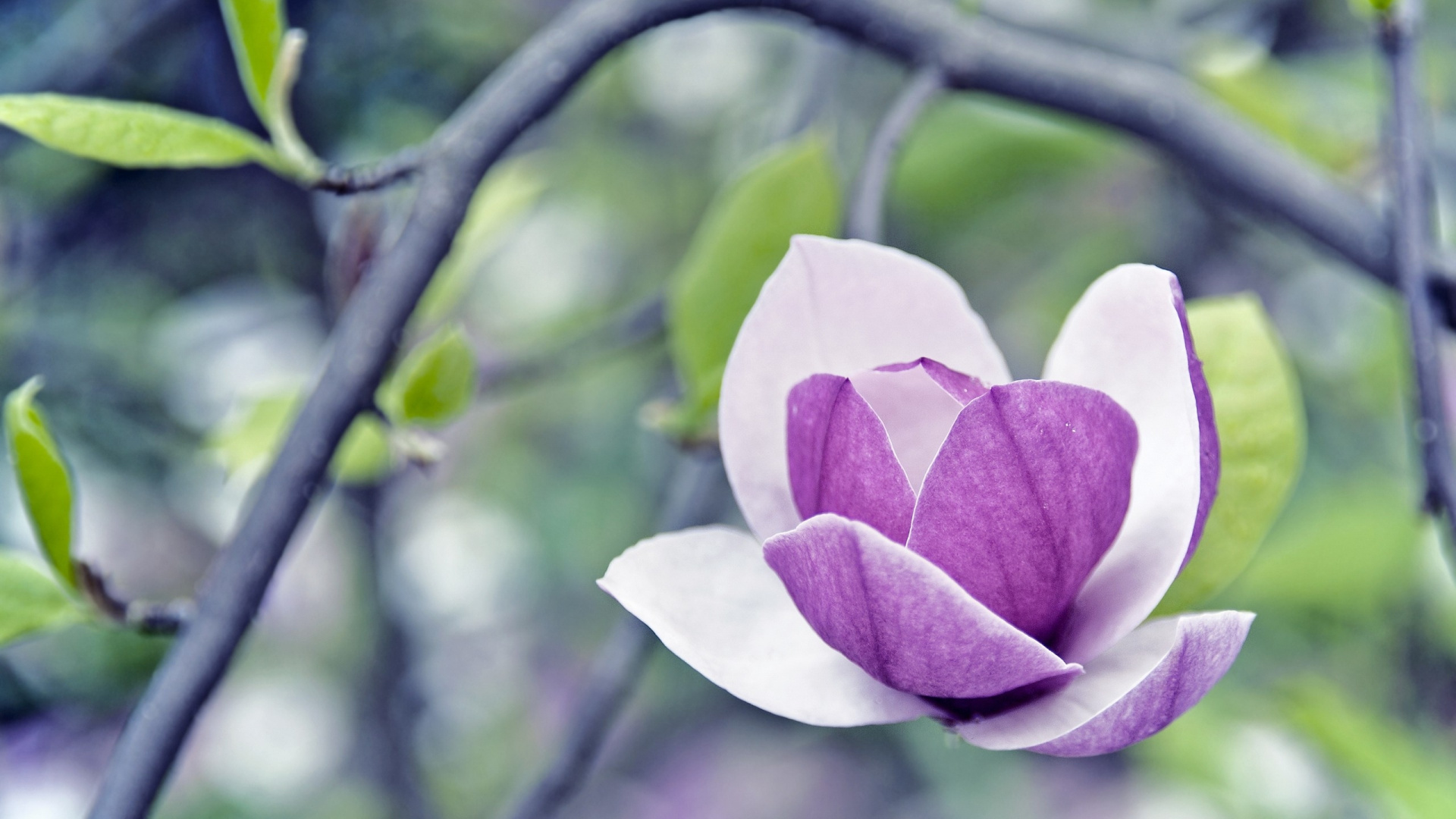 Обои лепесток, растение, ветвь, весна, магнолия в разрешении 1920x1080