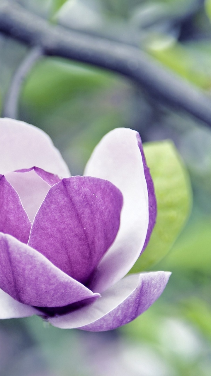 Обои лепесток, растение, ветвь, весна, магнолия в разрешении 720x1280