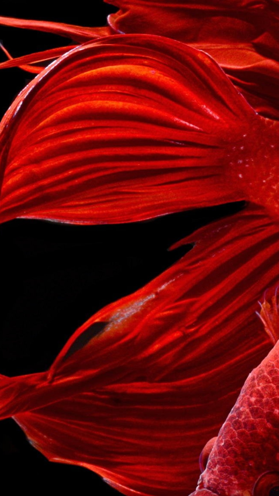 Обои красивая красная рыба, сиамские боевые рыбы, рыба, Золотая рыбка, декоративная рыба в разрешении 1080x1920