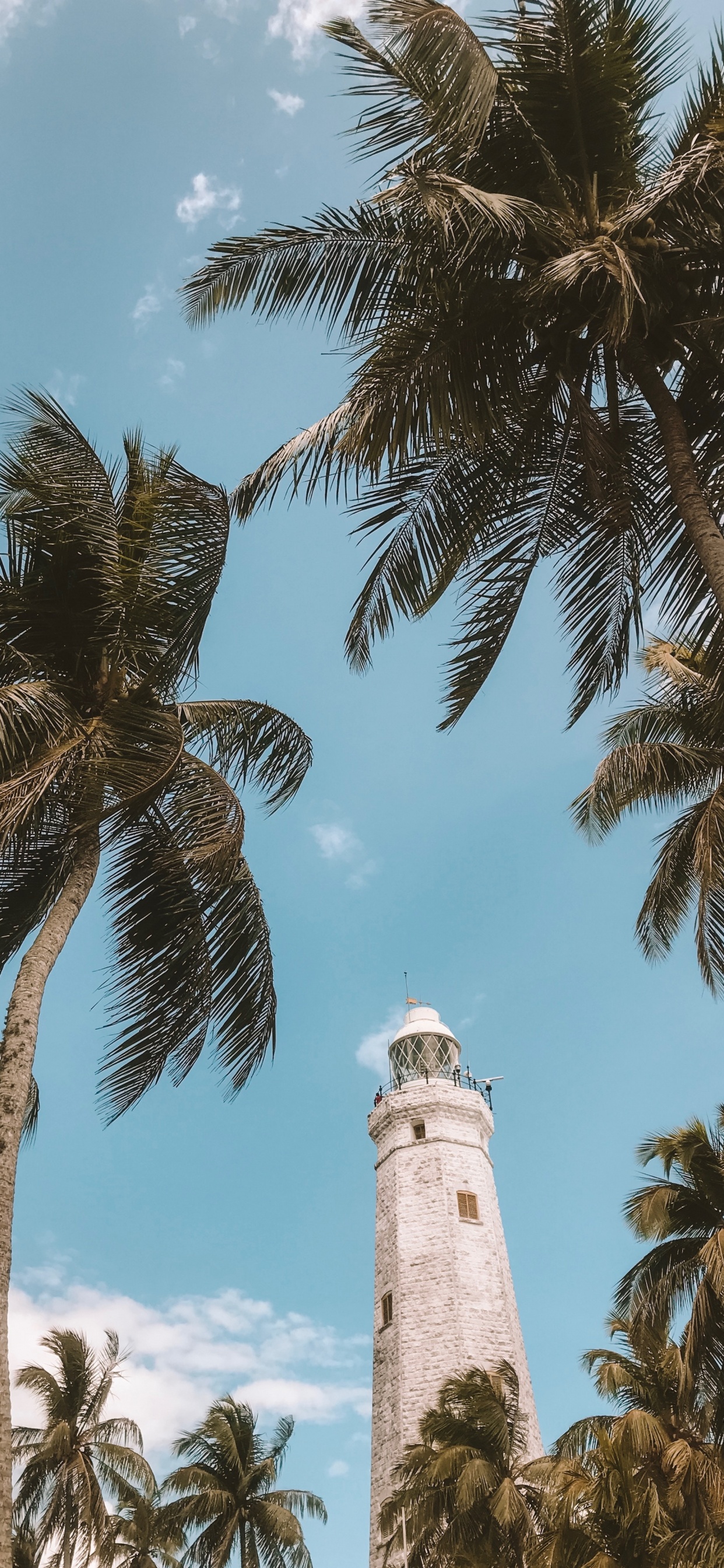 Обои дерево, Пальма, древесные растения, растение, attalea специоза в разрешении 1242x2688