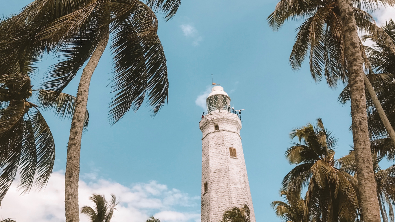 Обои дерево, Пальма, древесные растения, растение, attalea специоза в разрешении 1366x768