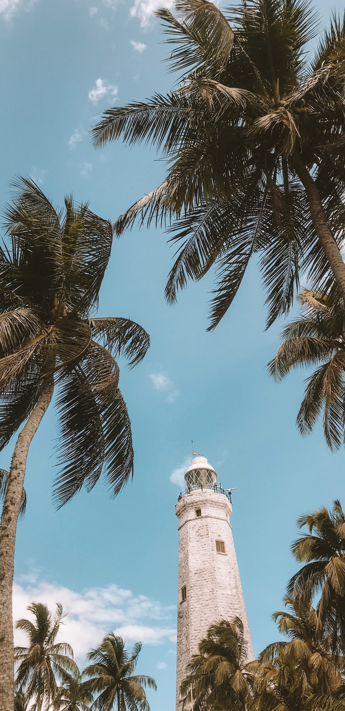 Обои дерево, Пальма, древесные растения, растение, attalea специоза в разрешении 1440x2960