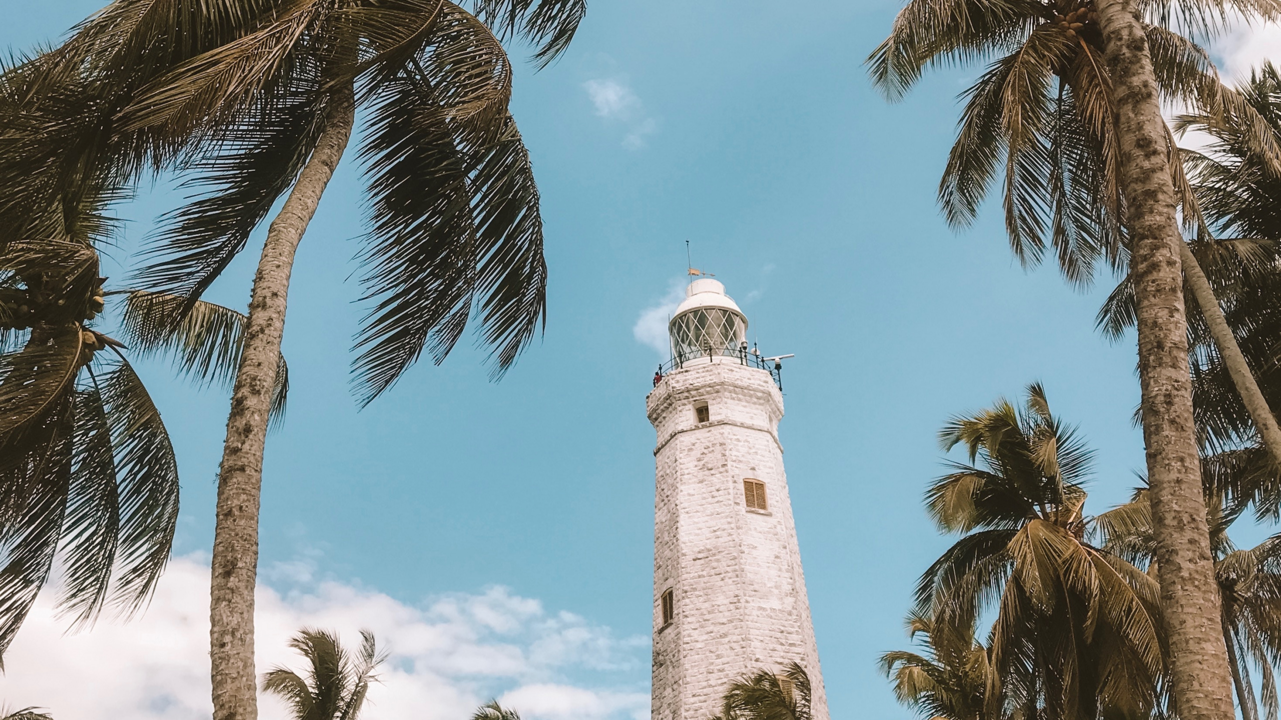 Обои дерево, Пальма, древесные растения, растение, attalea специоза в разрешении 2560x1440