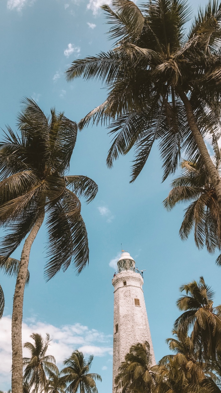 Обои дерево, Пальма, древесные растения, растение, attalea специоза в разрешении 720x1280