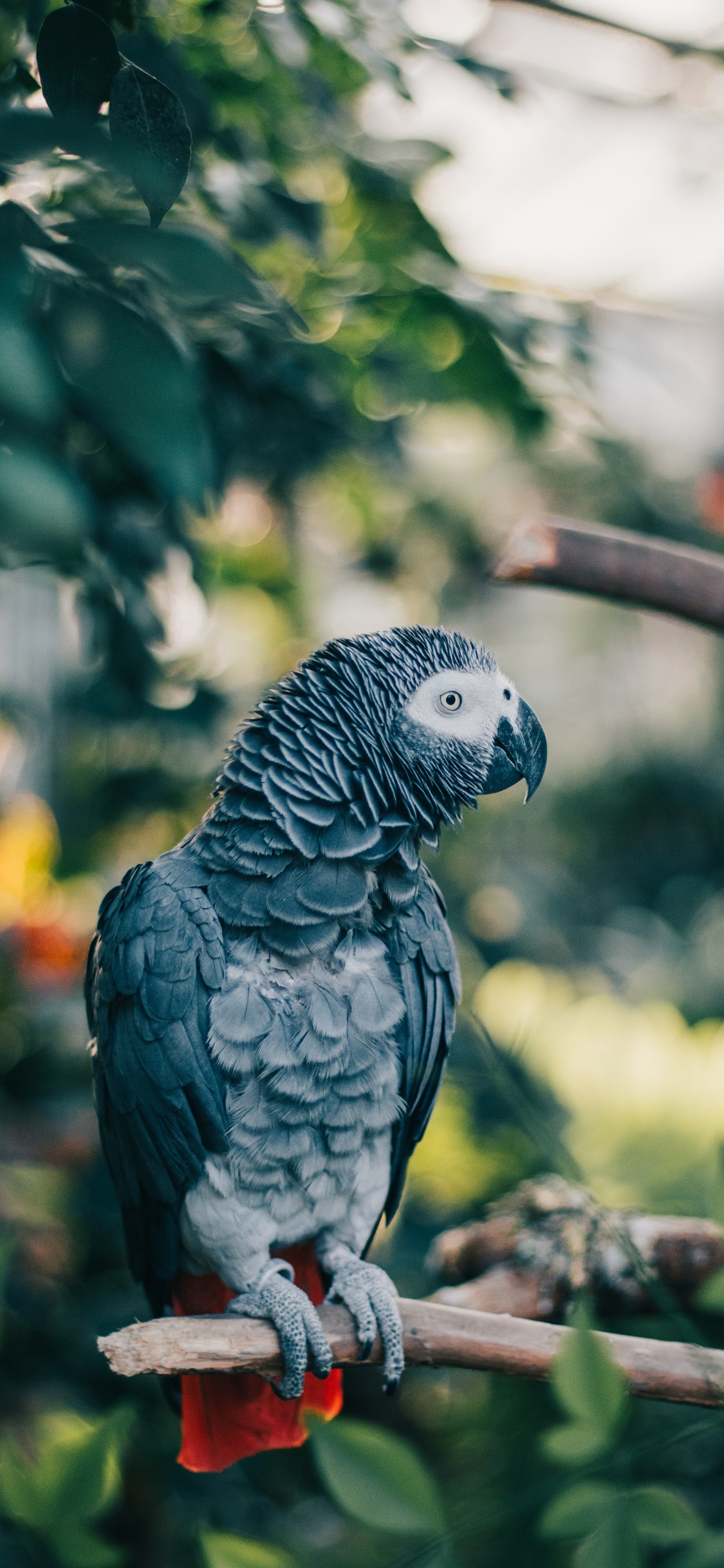 Обои серый попугай, птица, попугай, клюв, африканский серый в разрешении 1125x2436