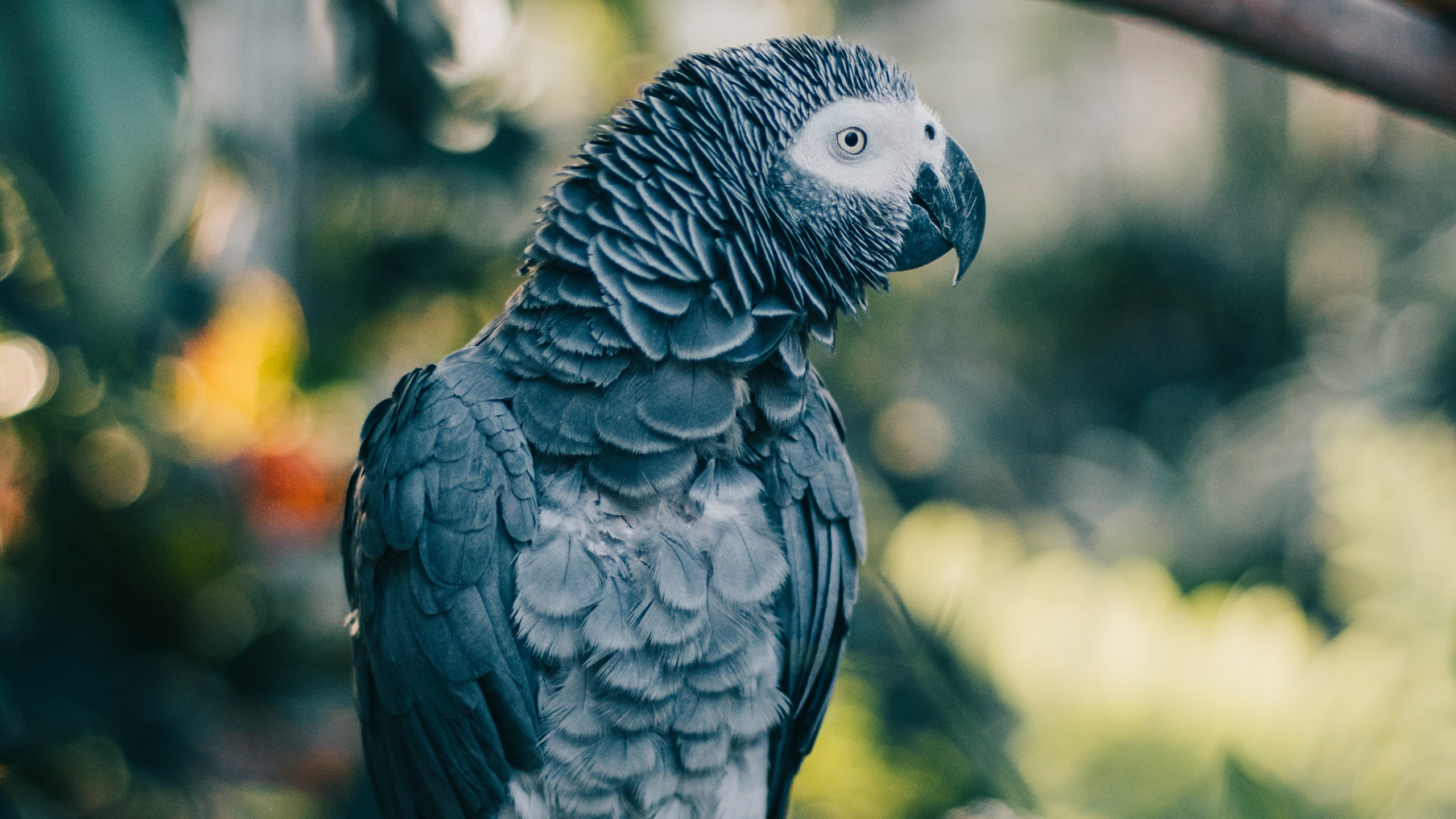 Обои серый попугай, птица, попугай, клюв, африканский серый в разрешении 2560x1440