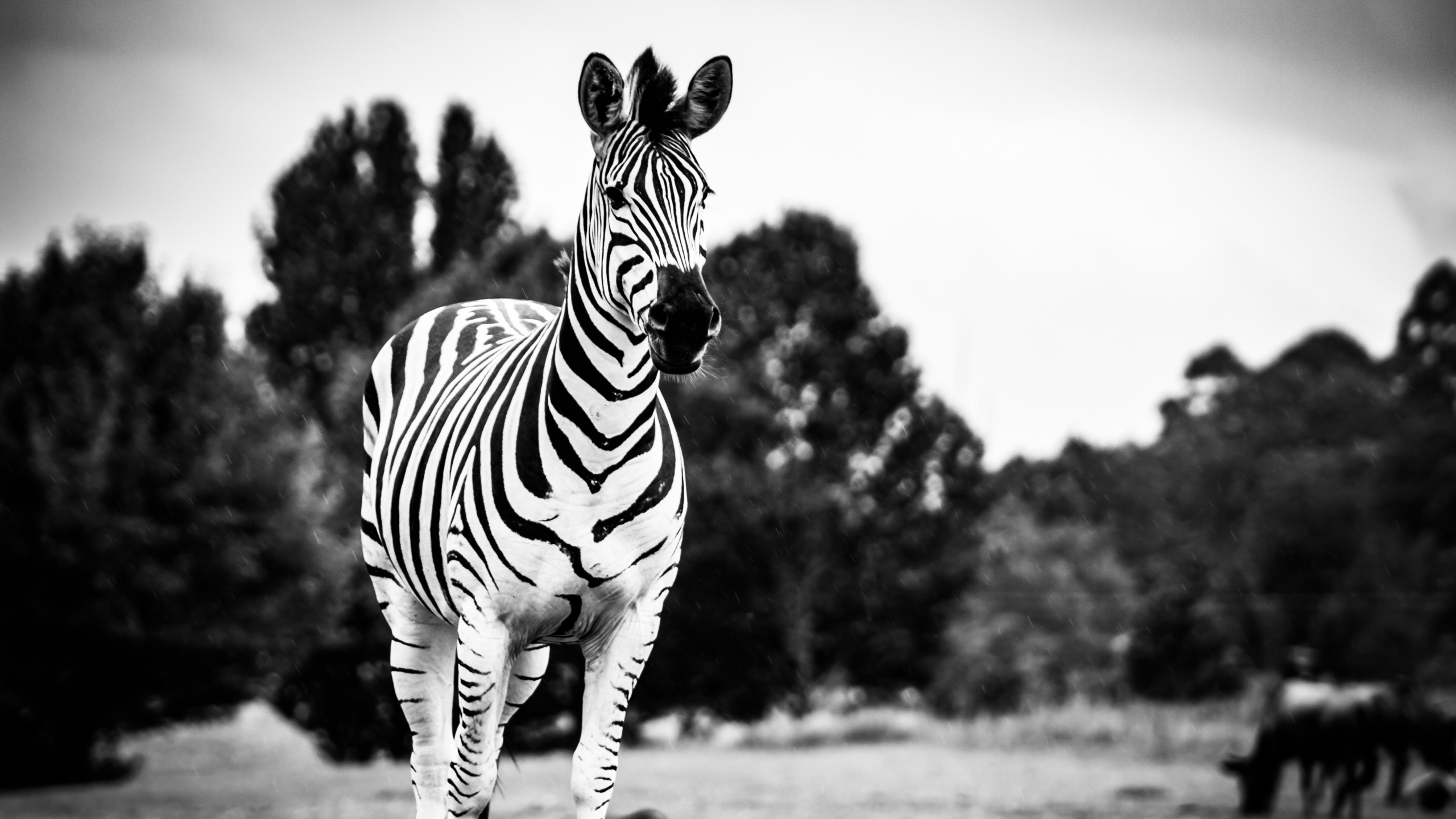 Обои зебра, черный и белый, живая природа, наземные животные, белые в разрешении 2560x1440