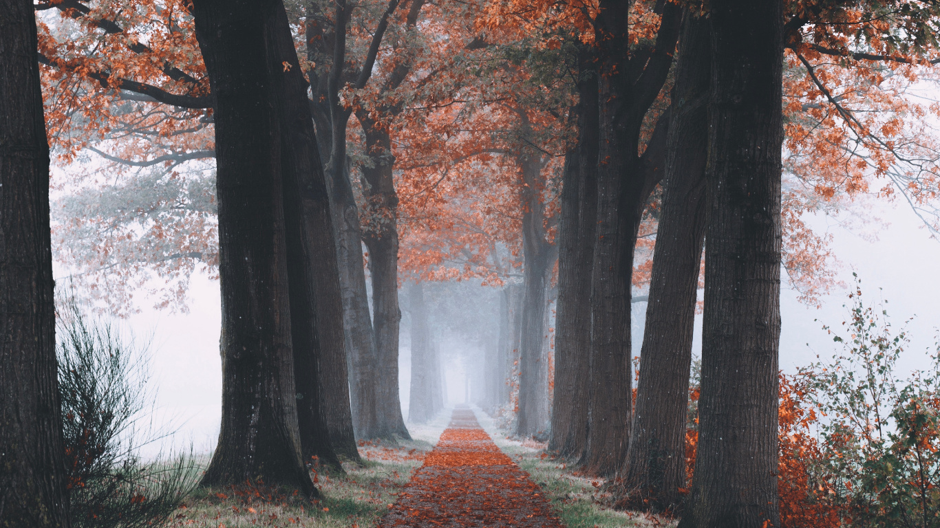 Обои дерево, природа, осень, лист, ветвь в разрешении 1366x768