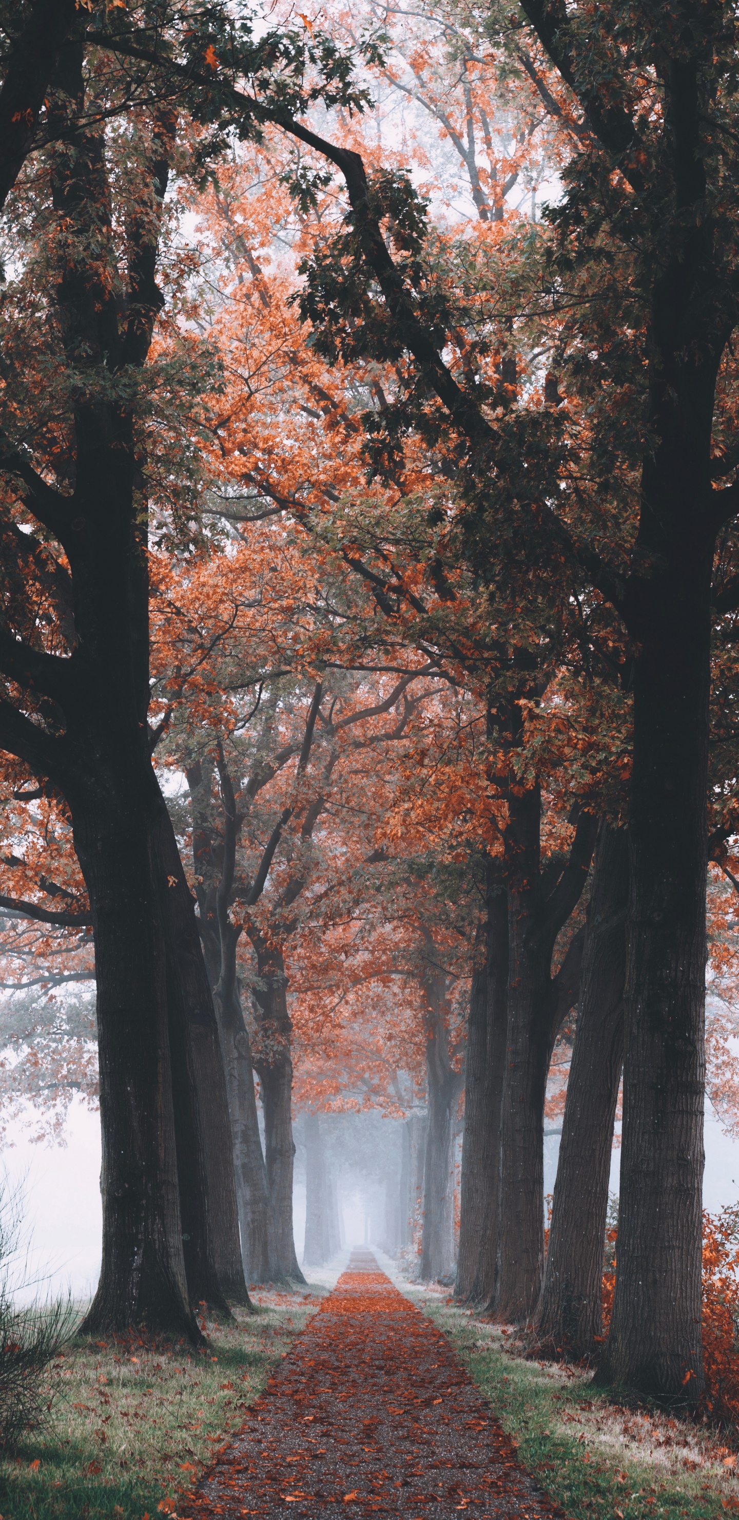 Обои дерево, природа, осень, лист, ветвь в разрешении 1440x2960