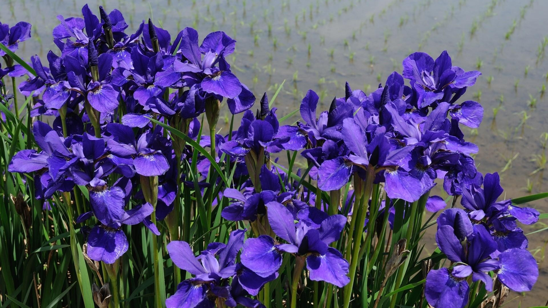 Обои цветковое растение, растение, пурпур, Фиолетовый, Кристал семьи в разрешении 1920x1080