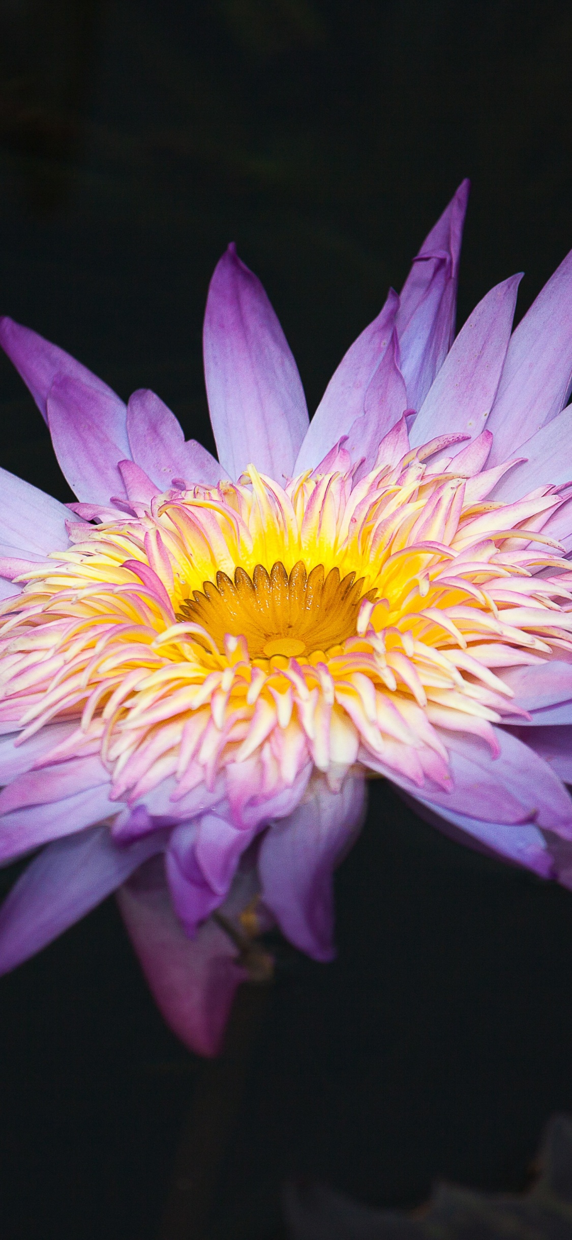 Обои цветок, водное растение, лепесток, пурпур, растение в разрешении 1125x2436