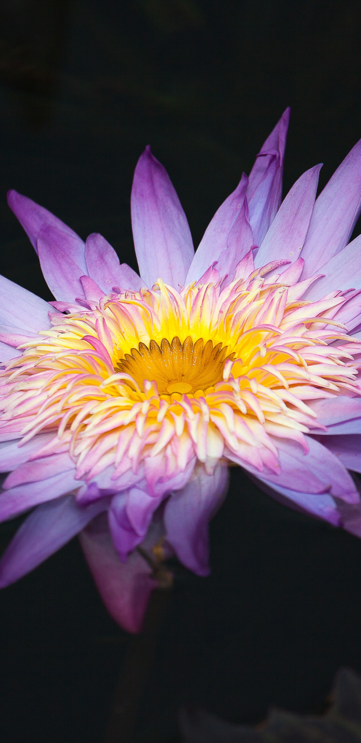 Обои цветок, водное растение, лепесток, пурпур, растение в разрешении 1440x2960