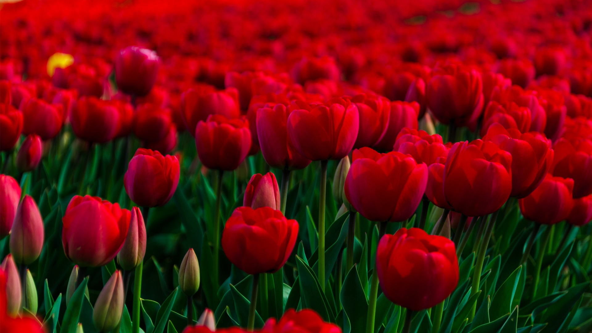 Обои цветник, сад, розовый сад, цветок, цветковое растение в разрешении 1920x1080