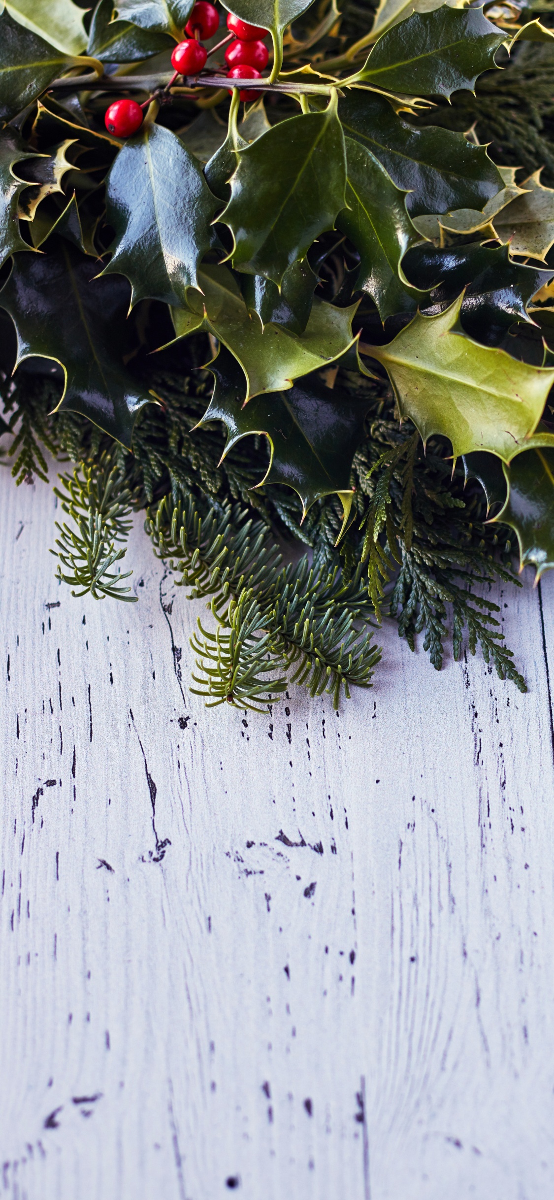 Обои лист, стена, плющ, вечнозеленое растение, падуб в разрешении 1125x2436