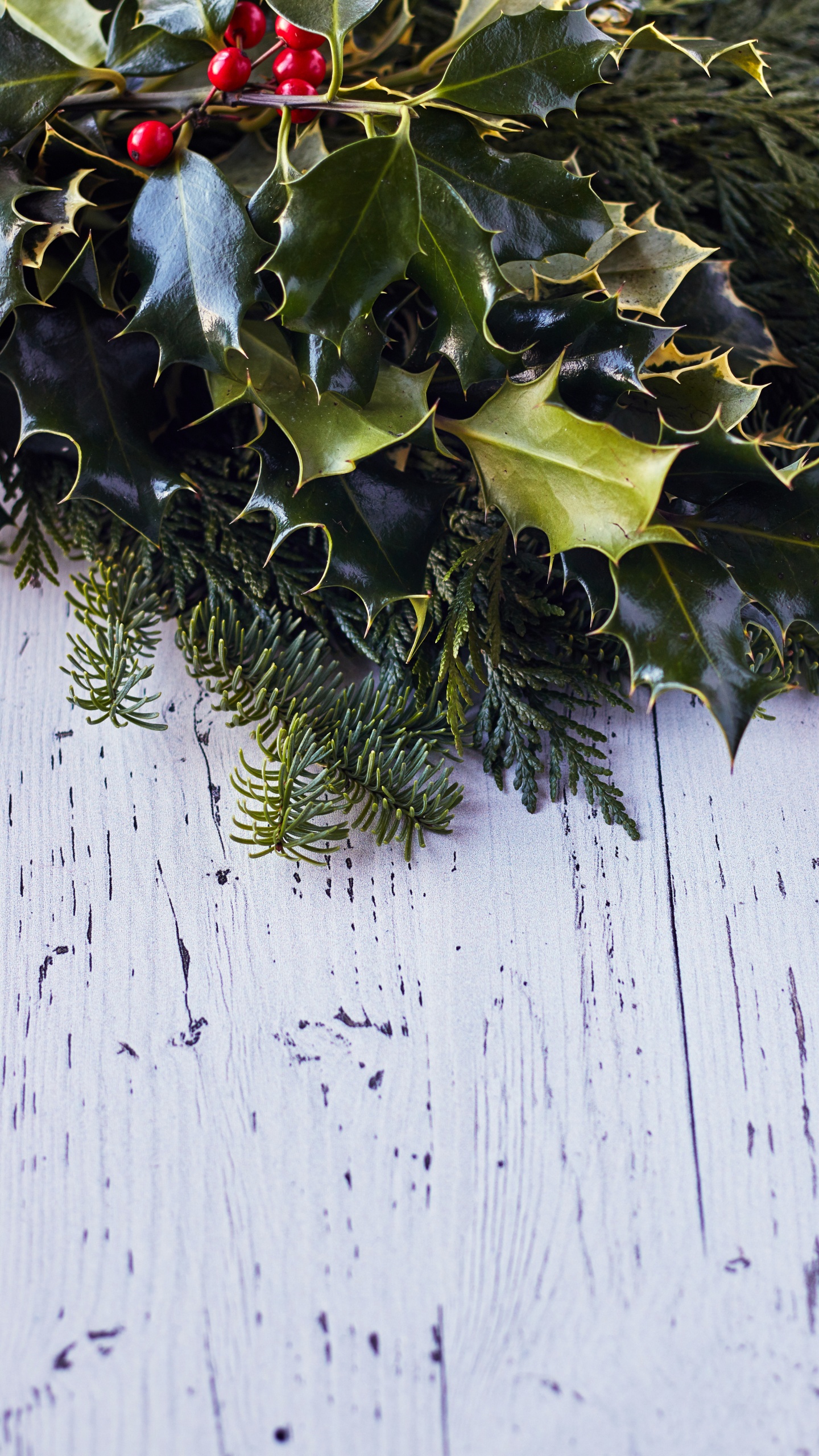 Обои лист, стена, плющ, вечнозеленое растение, падуб в разрешении 1440x2560